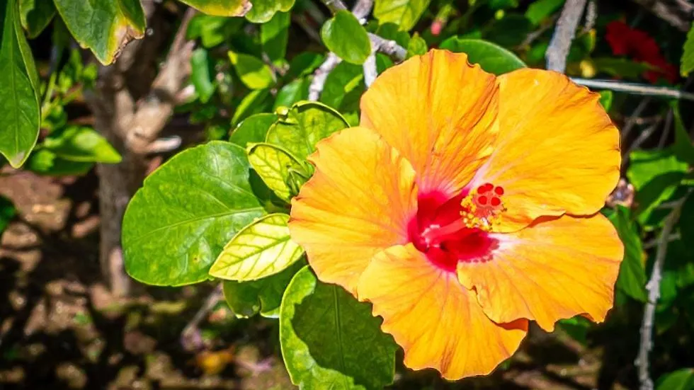 Ko Olina Beach Villas B602 Kapolei 0*,  United States